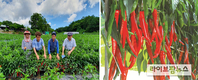 농우바이오 고추 ‘칼라짱’ 대한민국 최우수품종 선정