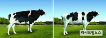 올 한해 젖소 개량 책임질 보증씨수소 2두 선발