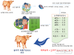 암소 유전능력 예측으로 우수 혈통 송아지 고른다