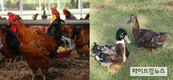 닭·오리 입식전 사전 신고해야…28일부터 시행