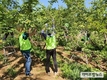 농협경제지주, 일손부족 배 농가 찾아 구슬땀