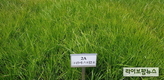 우리 목초 ‘그린마스터 2호’ 활용 간척지 초지 조성 성공