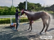 본격적인 폭염 앞두고 ‘경주마 건강하게 여름나기’ 분주