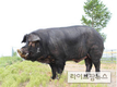 맛 좋고 잘 크는 흑돼지인 ‘우리흑돈’이 검증을 마치고 농가 보급 본격화에 나선다