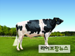 젖소 보증씨수소 ‘히어로로또·선샤인’ 3마리 선발
