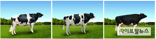 젖소 보증씨수소 ‘히어로로또·선샤인’ 3마리 선발