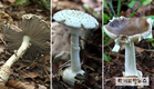 강화·광릉숲에서 광대버섯속 신종·미기록종 3종 발견