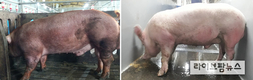 새끼수 많고 성장 빠른 ‘한국형 씨돼지’ 8마리 선발
