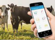 호주, 목장 신규인력 교육용 앱 출시