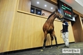 “한국 경마 이끌 ‘국산마 루키’ 찾아라”…국산마 경매시즌 개막