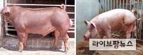 세계 종돈시장 주도 덴마크산과 맞먹는 ‘한국형 GSP종돈’ 개량 박차