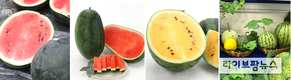 노란수박·흑피수박·베개수박…“이젠 수박도 골라먹자”
