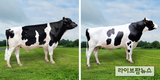한국형 젖소 보증씨수소 2두 선발…9월 정액 공급