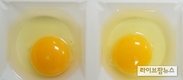 토종닭이 낳은 달걀과 일반 달걀, 무엇이 다를까?