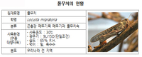 메뚜기과 ‘풀무치’, 식용곤충으로 인정