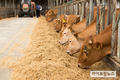 한우자조금 “한우산업 공익적 직불제 도입 필요”