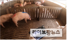 비접촉식 양돈 모바일 체중 관리기 상용화 성공