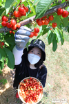 오늘은 체리 수확하는 날!