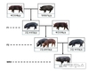 농진청, ‘우리흑돈’ 유전적 차별성 과학적으로 밝혀