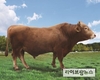 청룡의 해, 한우 개량 이끌 국가대표 씨수소 선발