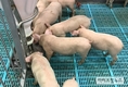 육성돈 배합사료 10점 중 2점 라이신 함량 법적기준 미달