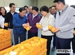 시설채소 가격 내림세, 참외 작황 회복으로 출하량 증가