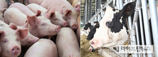 한우에 이어 돼지·젖소도 저탄소 인증 받는다