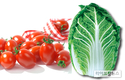 농우바이오, 7월 추천품종 TYTS아리아 토마토·청명가을 배추 소개