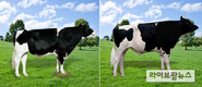 새해 젖소 개량 이끌 한국형 젖소 보증씨수소 2마리 선발