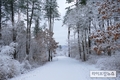 겨울 숲의 매력, 국립수목원에서 만나보세요