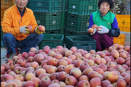 경북 의성 김부득씨 ‘사과’, 대한민국 대표과일 선발대회 ‘대상’ 수상