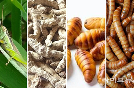 ‘곤충단백질’, “이젠 ‘파워프로틴-아이(I)’로 불러주세요”