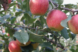 국산 사과, ‘프리미엄·다품종·소용량’으로 돌파구 찾는다