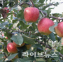 국산 사과, ‘프리미엄·다품종·소용량’으로 돌파구 찾는다