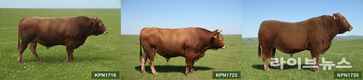 농진청, 한우 보증씨수소 16두 선발…도체중·등심단면적 향상