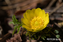 벌써 찾아온 ‘노란 봄의 전령’…세복수초 첫 개화
