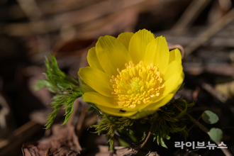 벌써 찾아온 ‘노란 봄의 전령’…세복수초 첫 개화