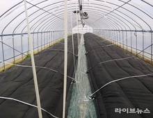 주말까지 ‘최강 한파’, 농작물 언 피해·저온피해 철저 대비해야