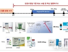 한우 럼피스킨 백신접종, 인공수정 14일전 접종…반드시 목 부위에 접종