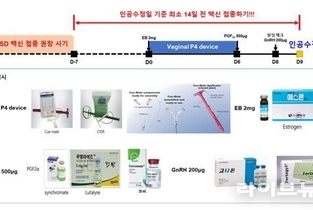 한우 럼피스킨 백신접종, 인공수정 14일전 접종…반드시 목 부위에 접종