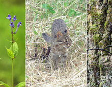 광릉숲에 사는 생명만 6,564종…한반도 생물다양성의 10 이상 차지