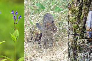광릉숲에 사는 생명만 6,564종…한반도 생물다양성의 10 이상 차지