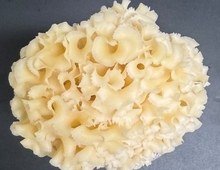 꽃송이버섯에서 ‘지방 축적 차단’ 항비만 성분 발견