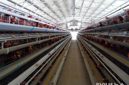 농식품부·지방정부, 산란계 사육밀도 개선 위해 현장 밀착 관리 강화