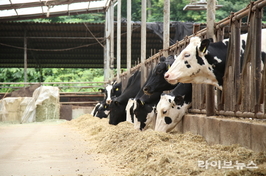 젖소 맞춤형 사료 급여로 사료 효율 5.8 개선 확인