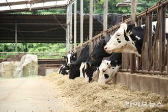 젖소 맞춤형 사료 급여로 사료 효율 5.8 개선 확인