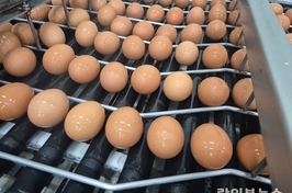 계란도 ‘리스크 분산’…태국산 도입으로 공급망 확대