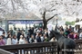 여의도 대신 과천으로 몰렸다…렛츠런파크 벚꽃축제 26만 인파