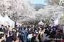 말 타고 벚꽃 속으로… ‘馬시멜로’ 28만 인파 몰렸다